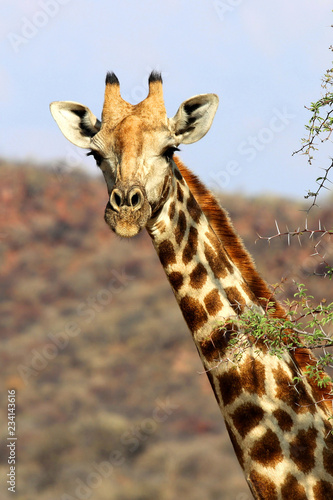Giraffe (giraffe head) - Namibia © Christian