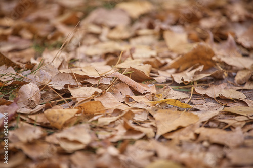 Texture of fallen autumn leaves on the ground.