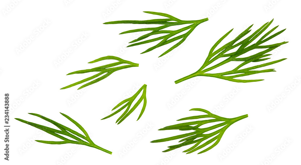 Dill. Fresh dill collection isolated on white