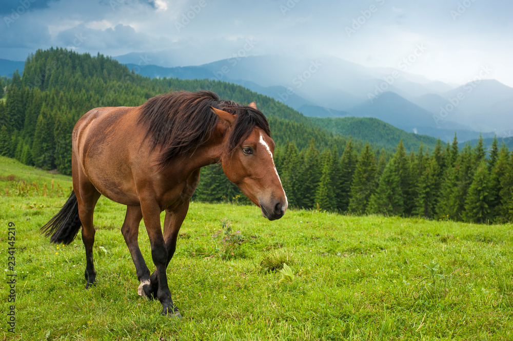 Grazing horse at high-land pasture at Carpathian Mountains after rain. Picture of beautiful green pasture on a background of mountains.