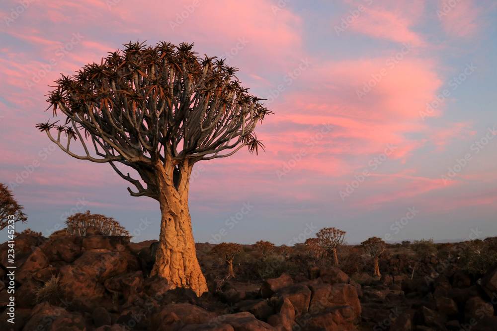 Naklejka premium Quiver Tree Forest Sunset - Namibia