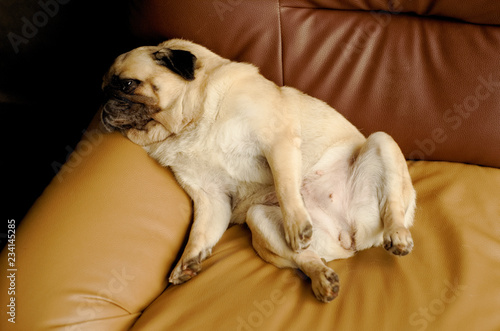 a young Pug dog is sleeping and relaxing on an armchair in living room