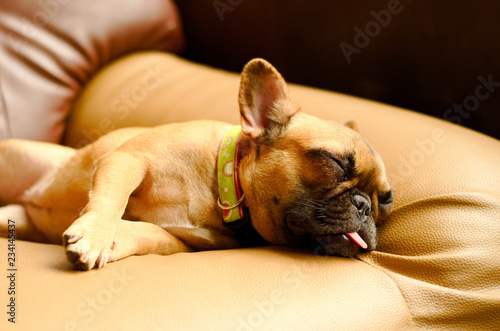 a young french bulldog is sleeping and relaxing on an armchair in living room