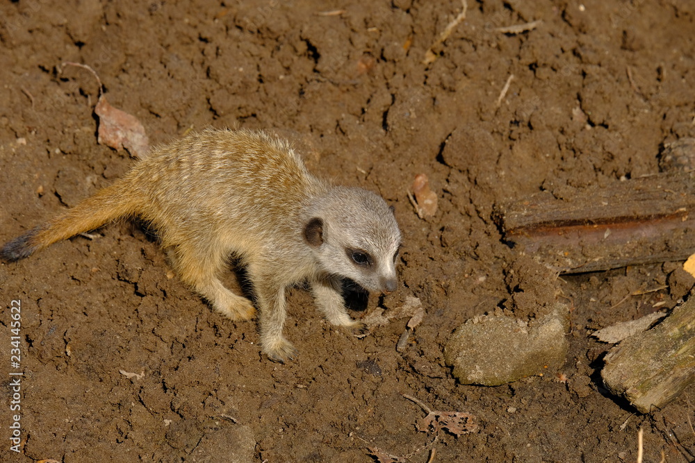 Obraz premium meerkat searching food 