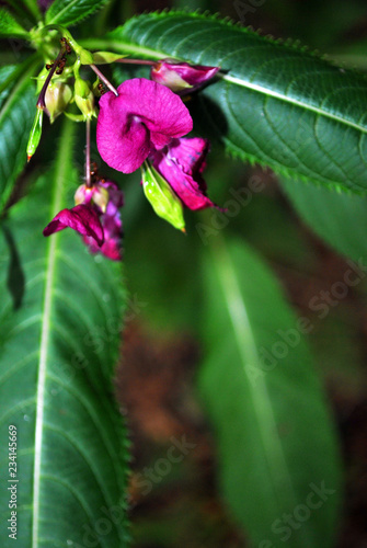 Impatiens glandulifera  (Policeman's Helmet, Bobby Tops, Copper Tops, Gnome's Hatstand,  Policeman's Helmet, Bobby Tops, Copper Tops, and Gnome's Hatstand) flower blooming, buds and green  leaves photo