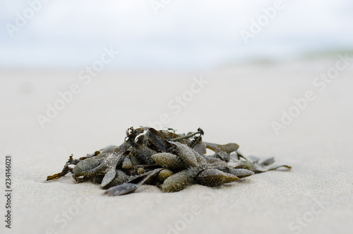 closeup seaweed on the beach