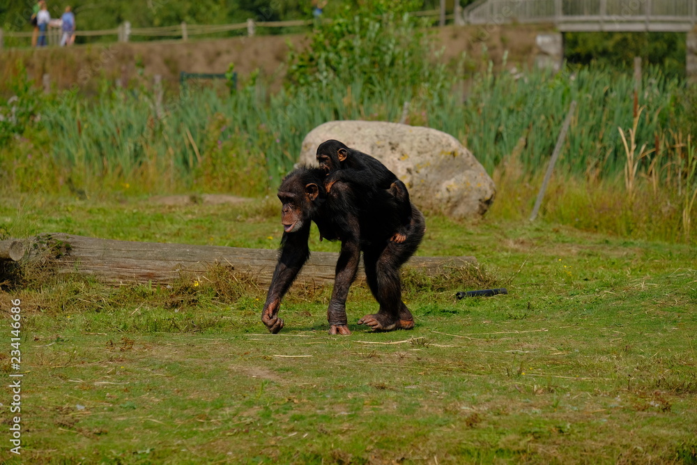 monkey in wild nature, chimpanzee