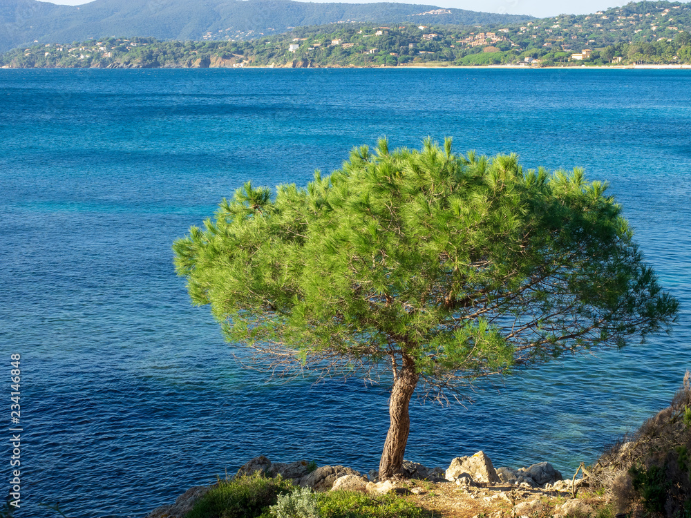 Pinus pinea - Le Pin parasol, une variété de conifère dans le bassin méditerranéen.