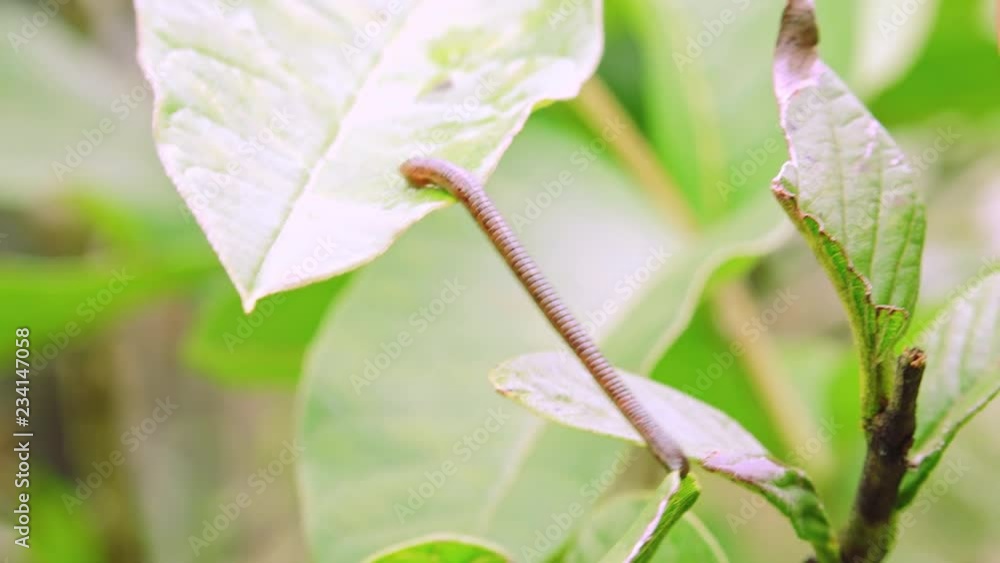 Small leech wriggles, stretches its body and moves from one green leaf of tropical plant to another. Creepy little creature living on foliage of exotic shrub in jungle. Close-up. Camera stays still. Small leech wriggles, stretches its body and moves from one green leaf of tropical plant to another. Creepy little creature living on foliage of exotic shrub in jungle. Close-up. Camera stays still.