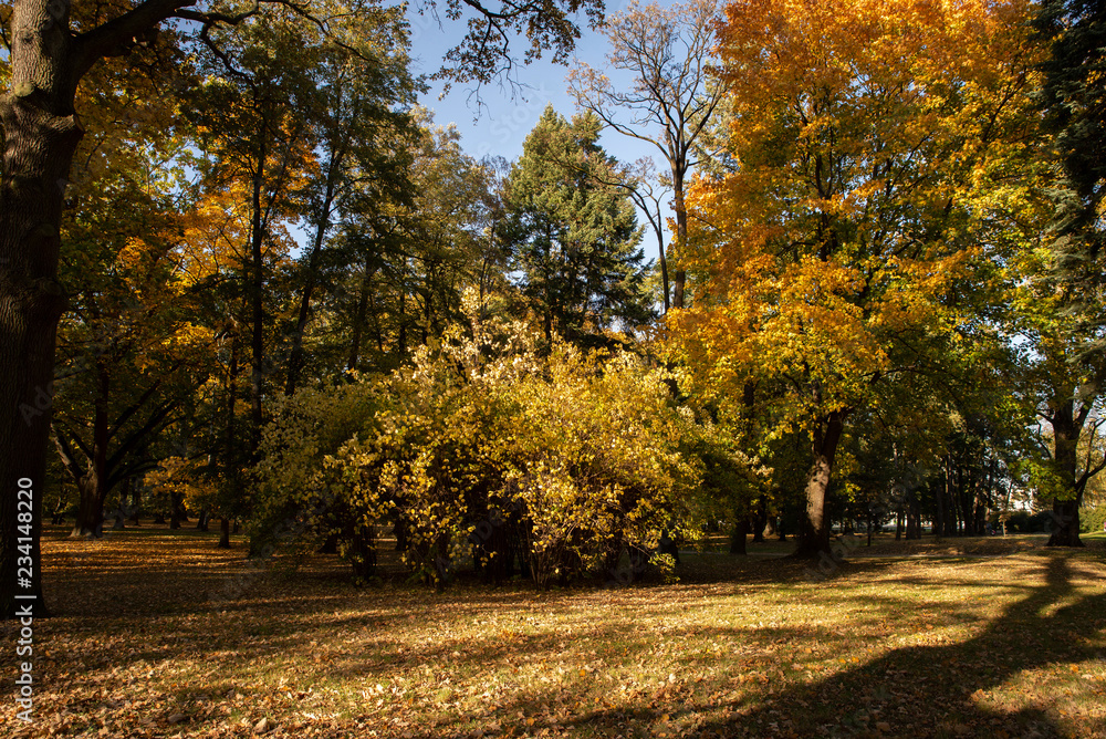 path in the park, golden tree, autumn theme