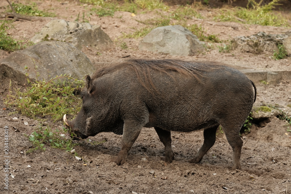 Common warthog on a close up horizontal picture. A common african pig species with large teeth observed often in safari Common warthog on a close up horizontal picture. A common african pig species with large teeth observed often in safari
