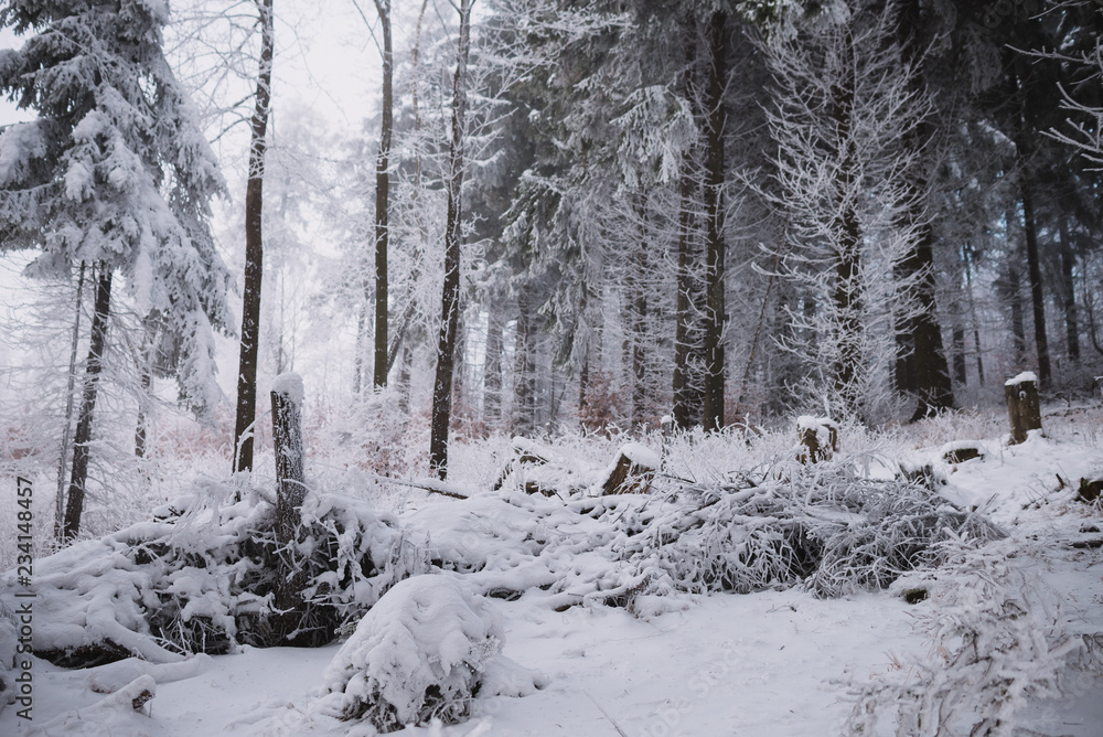 close up on snow in the forest, winter background close up on snow in the forest, winter background