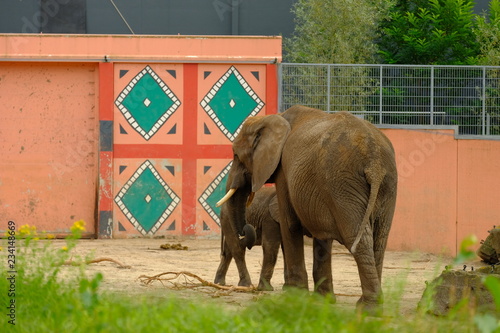 Sticker elephants with a baby on nature
