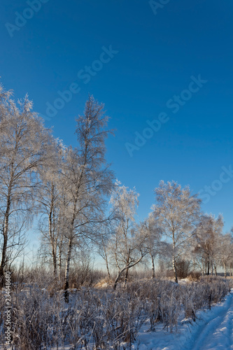 Frozen trees under blue sky