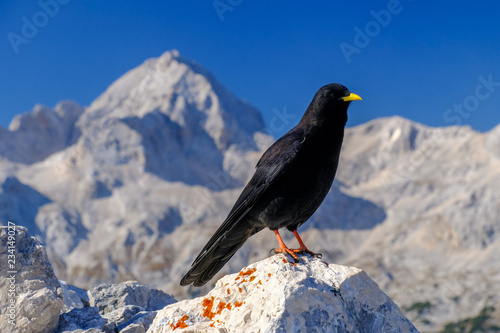 Foto Alpine chough in front of Triglav mountain in Slovenia