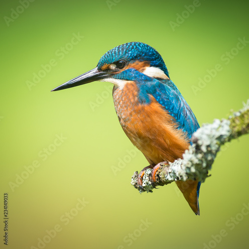Posing Kingfisher