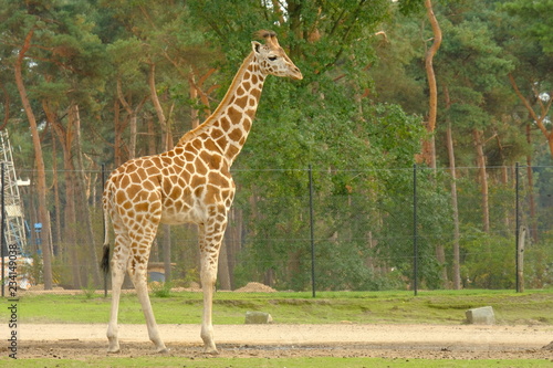 Photography giraffe in zoo