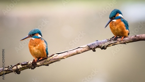 2 Kingfishers