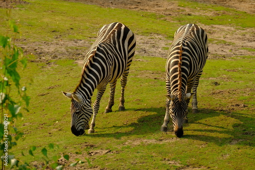 two zebras in nature