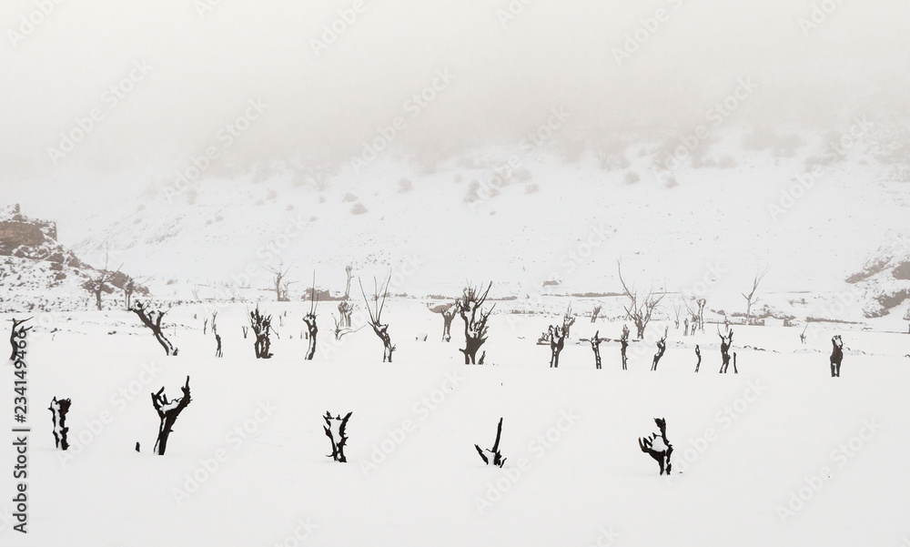 Dead trees covered with snow, located in the dry bed of the Luna reservoir, in León, Spain. Fog covers the snowed mountains. Apocalyptic landscape Dead trees covered with snow, located in the dry bed of the Luna reservoir, in León, Spain. Fog covers the snowed mountains. Apocalyptic landscape