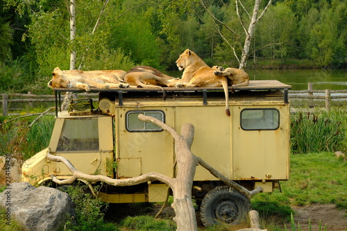 lions on jeep