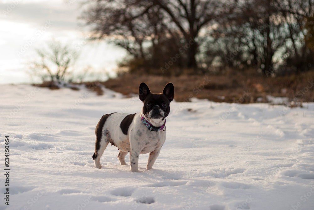 Standing french bulldog in a snowy field.