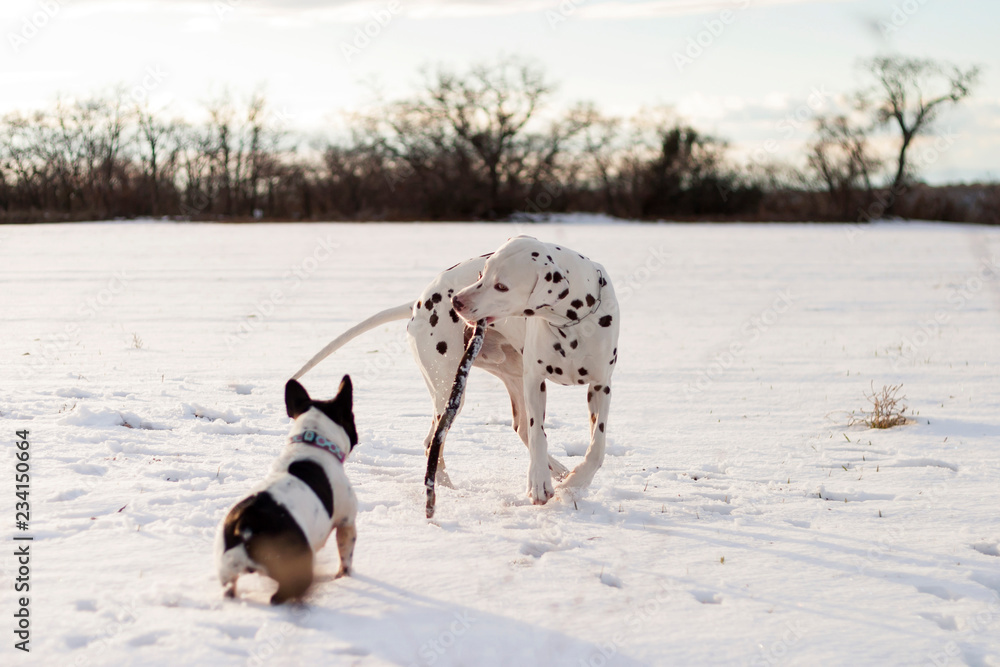 Dalmatian dog playing with a stick, with a french bulldog in a field with snow and trees. Dalmatian dog playing with a stick, with a french bulldog in a field with snow and trees.