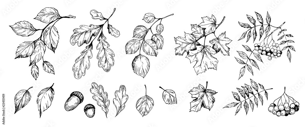 Set of trees brunches and leaves: rowan, birch, oak, aspen, poplar