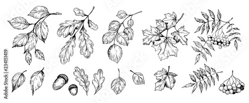 Fotografie, Obraz Set of trees brunches and leaves: rowan, birch, oak, aspen, poplar