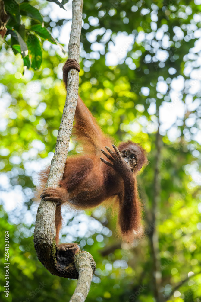 Sumatran Orang-utan - Pongo abelii, hominid primate from Sumatran ...