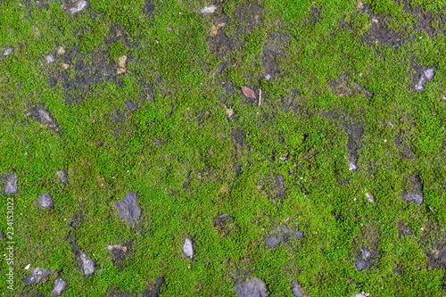 Close up of green moss on old rock wall.