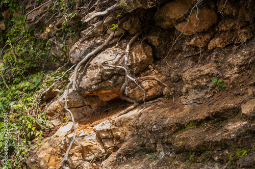 Large roots of trees in mountainous terrain are twisted among stones. The roots of trees growing on mountain slopes  Open roots of trees among rocks of rocks in struggle for life. wild nature