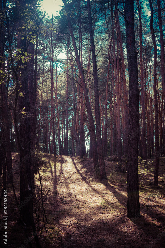 forest with pine trees forest with pine trees