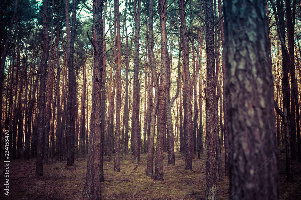 Fototapeta premium forest with pine trees