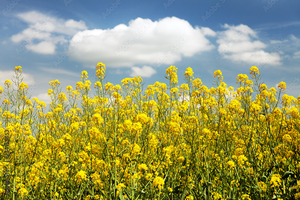 rapeseed canola or colza field Brassica Napus rapeseed canola or colza field Brassica Napus