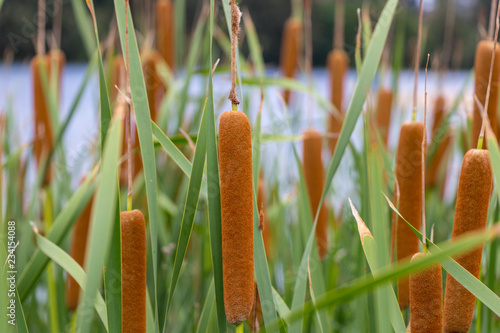 Grass reeds photo