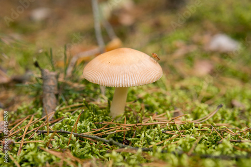 mushrooms on the ground