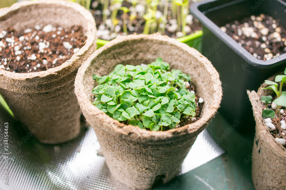 broccoli microgreen shoots in organic container broccoli microgreen shoots in organic container