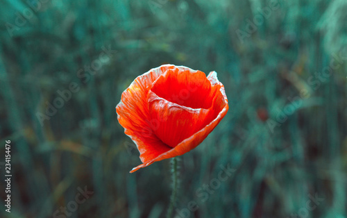 Fototapeta Naklejka Na Ścianę i Meble -  wild poppy flower at sunset