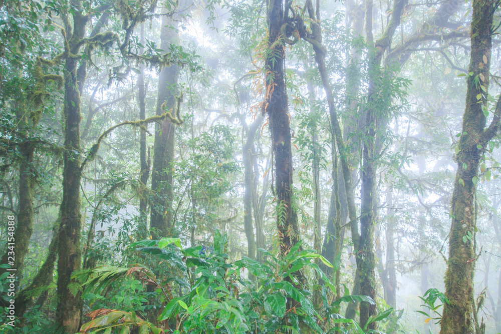 Pure tropical rain forest in the mist.