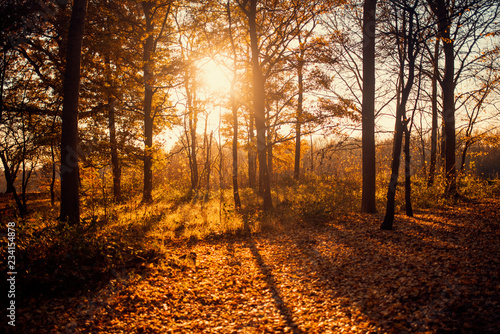 Sunlight in the forest  autumn time  United Kingdom