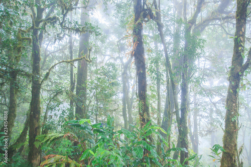 Pure tropical rain forest in the mist. © Tanes