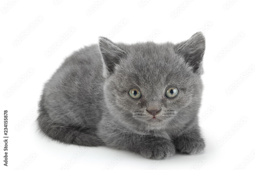 Scottish Fold gray cat