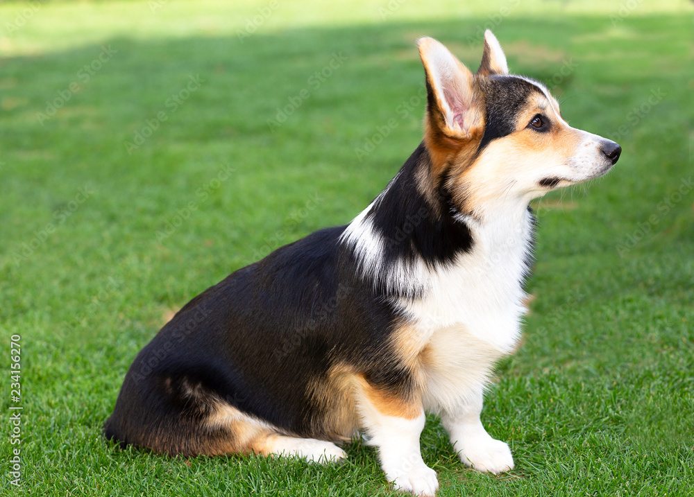 Tricolour Welsh-Corgi-Welpe sitzt im Garten Tricolour Welsh-Corgi-Welpe sitzt im Garten