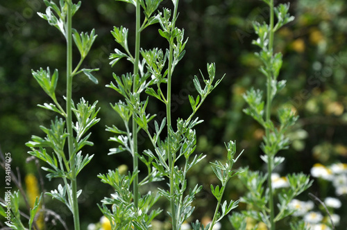 Stem and leaves of wormwood bitter