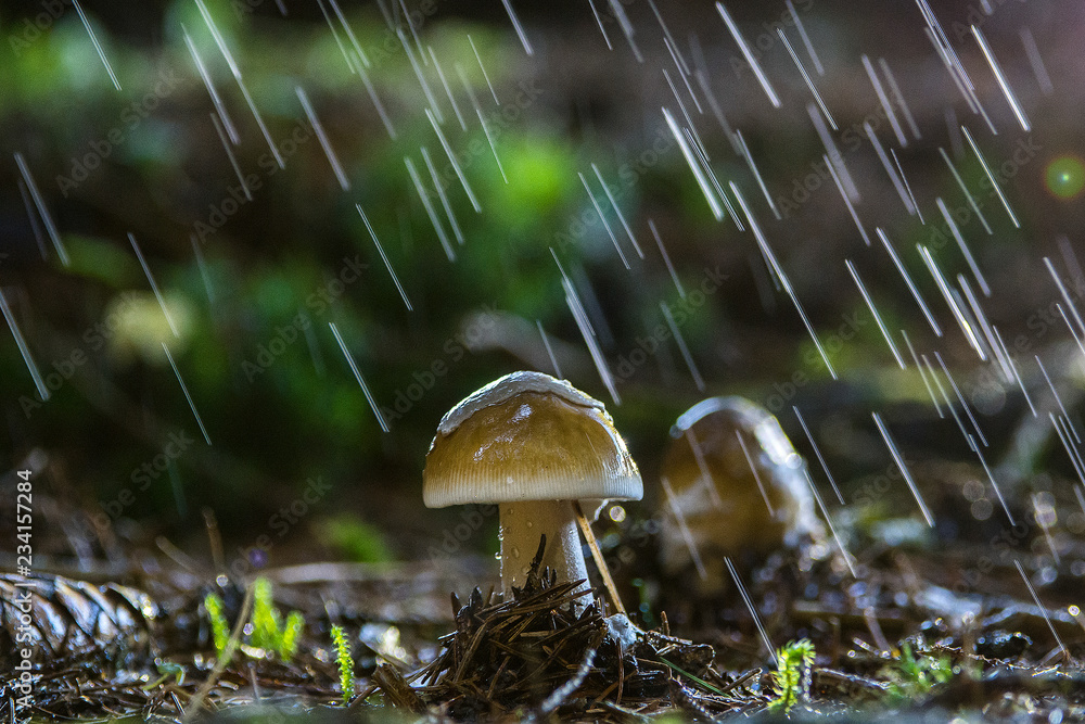 amanita