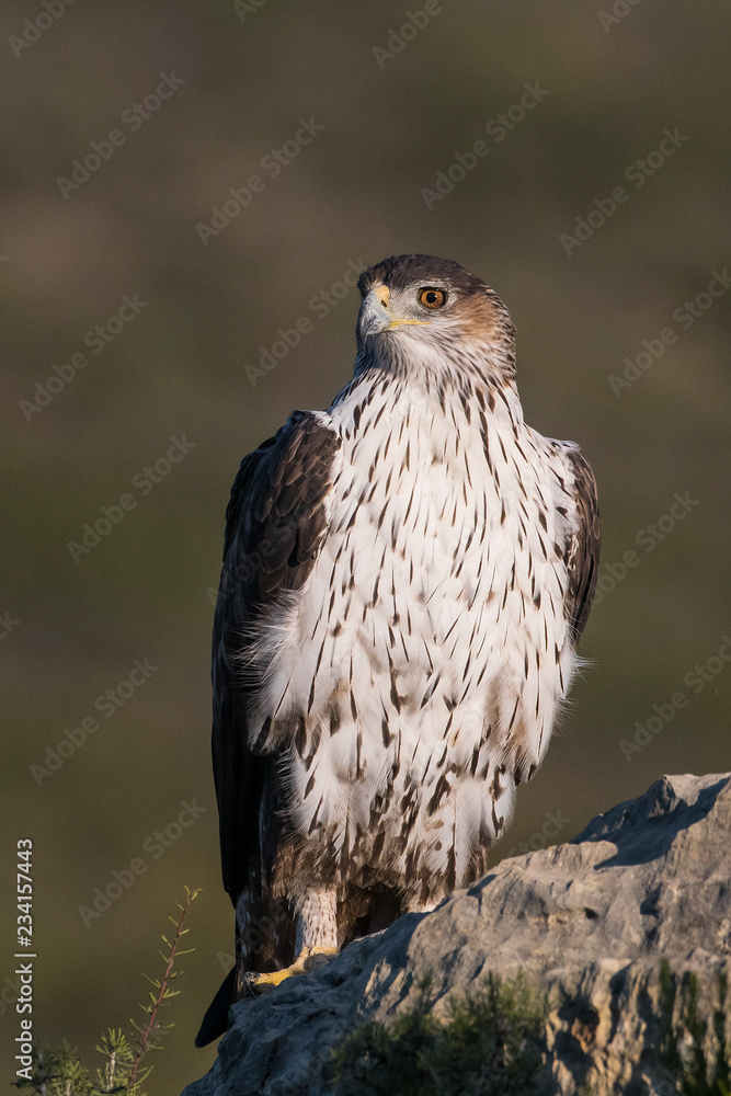 aquila bonelli