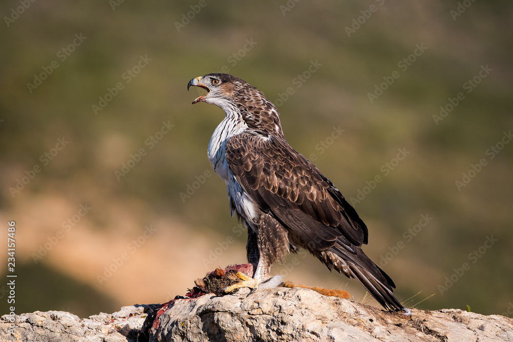 Fototapeta premium aquila bonelli