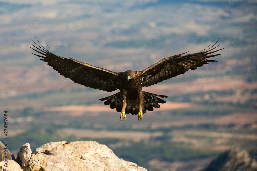 aquila reale