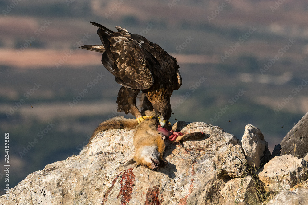 aquila reale